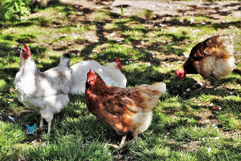 مشاريع مربحة في القرى 2023 2 مشاريع مربحة فى القرى